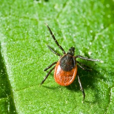 Ticks can spread Lyme Disease